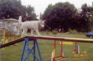 Mistrz agility