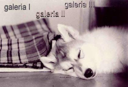 WEJCIE DO GALERII