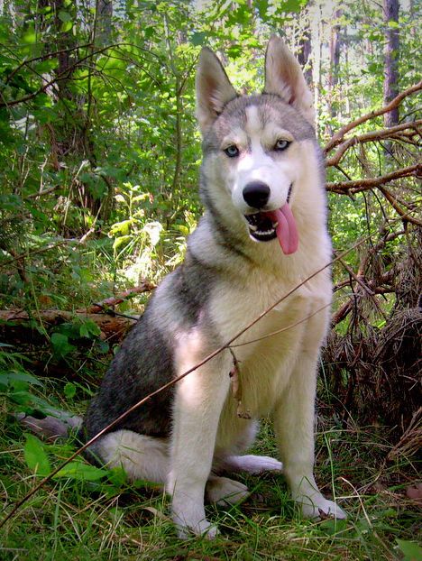 LUSI from Snow Cottage