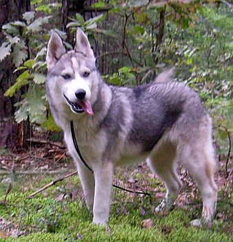 LUSI from Snow Cottage