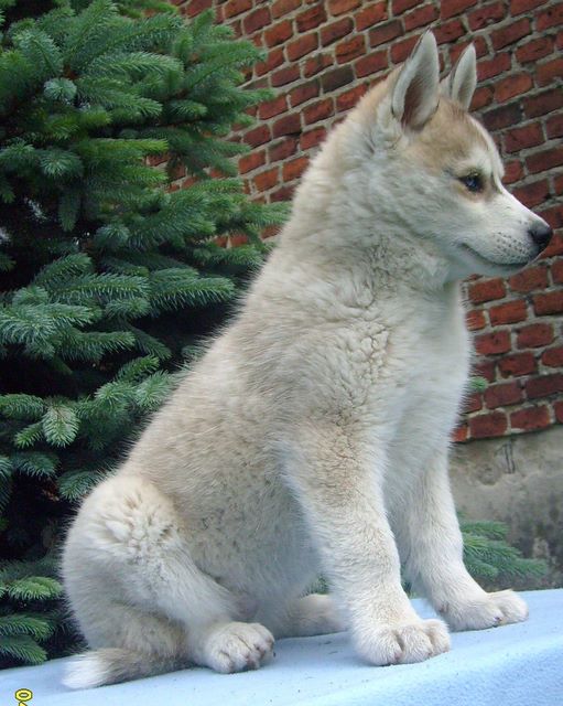 Crka Szamana: LUSI from Snow Cottage