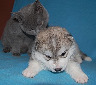 3 tyg.wilczasty piesek z kotem.